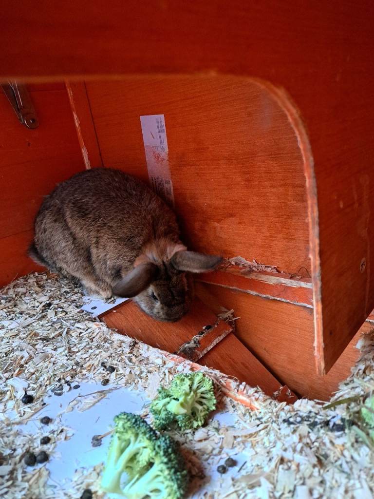 baby rabbits for sale