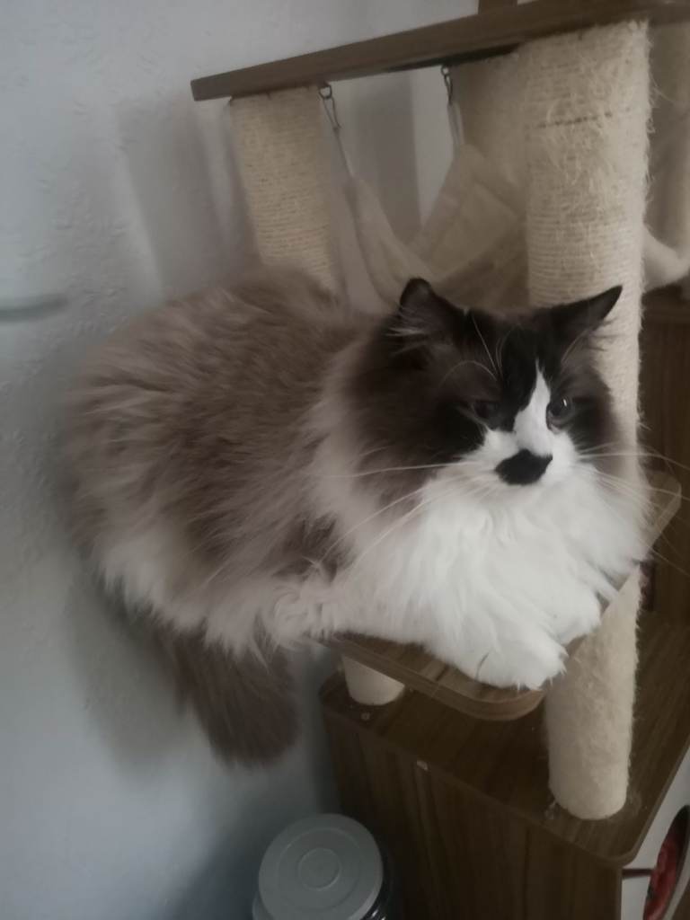 Male Ragdoll cat