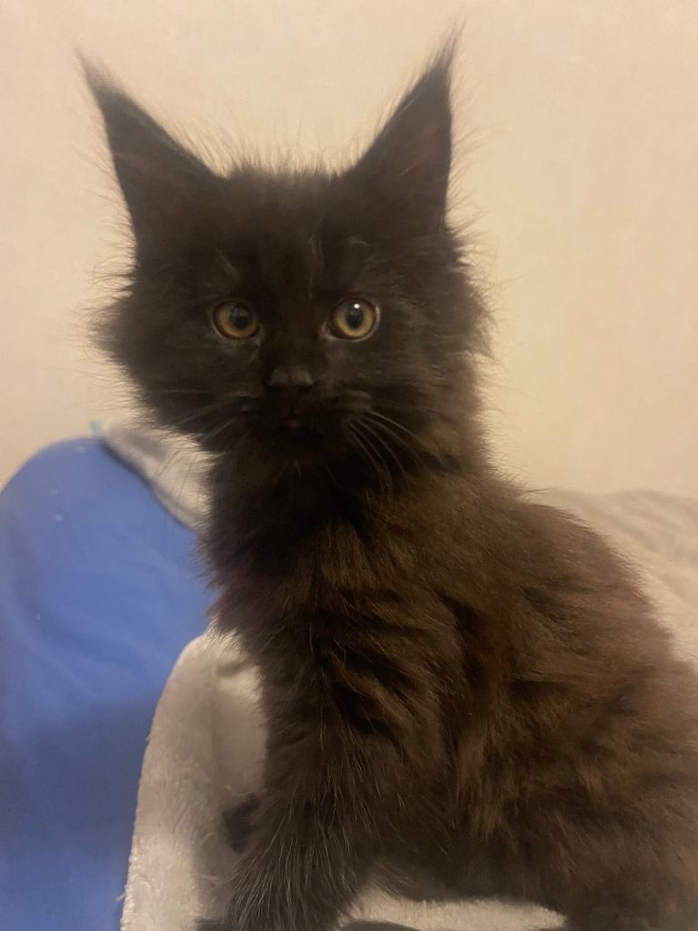 Maine coon kittens 🐱 