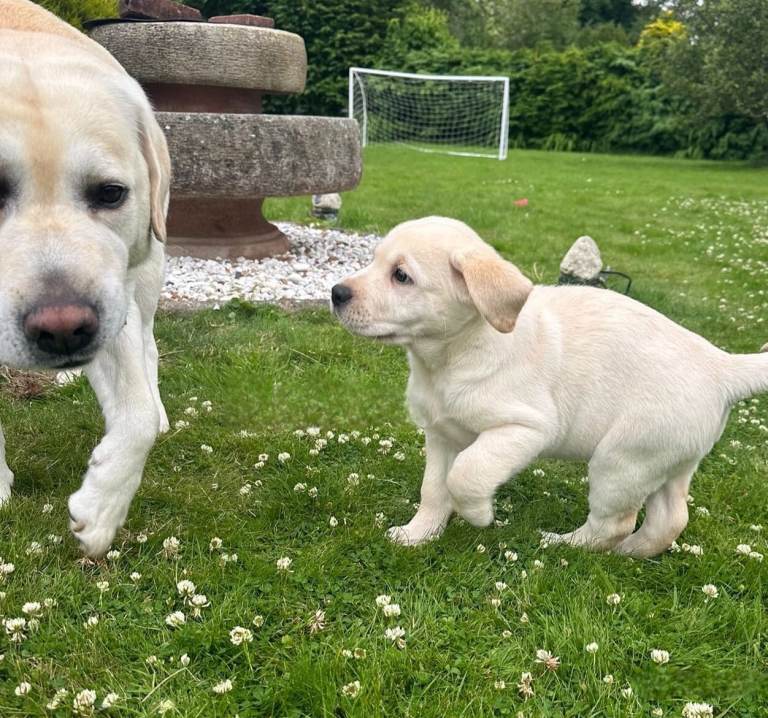 Labrador puppies 