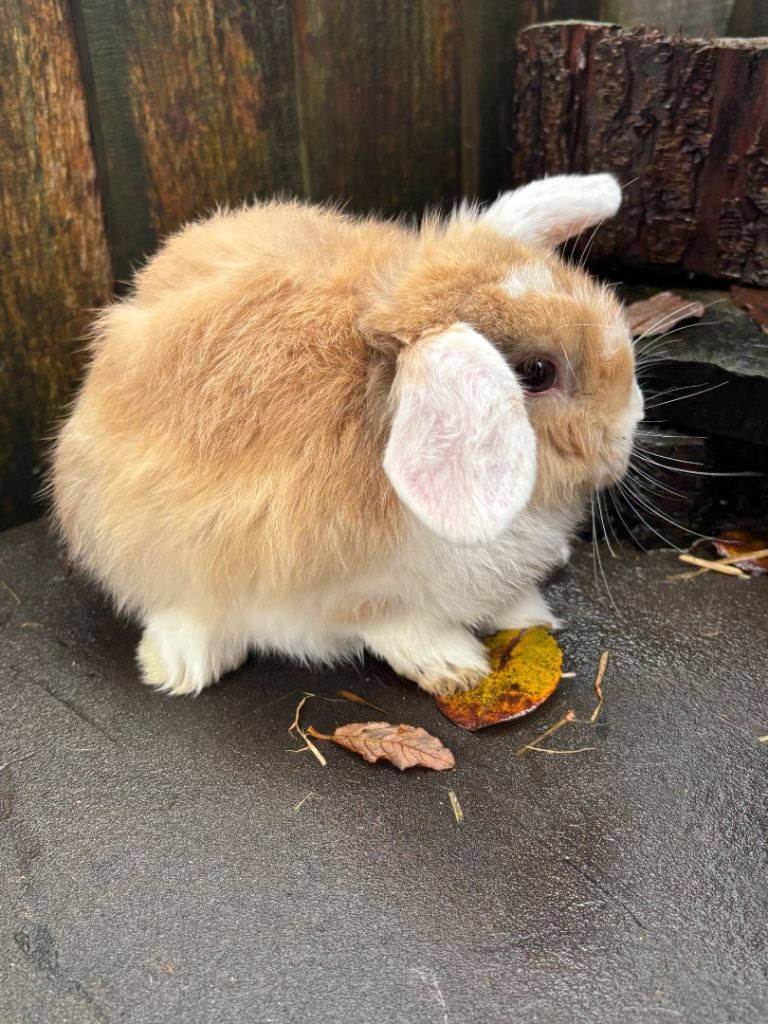 Baby minilop rabbits 