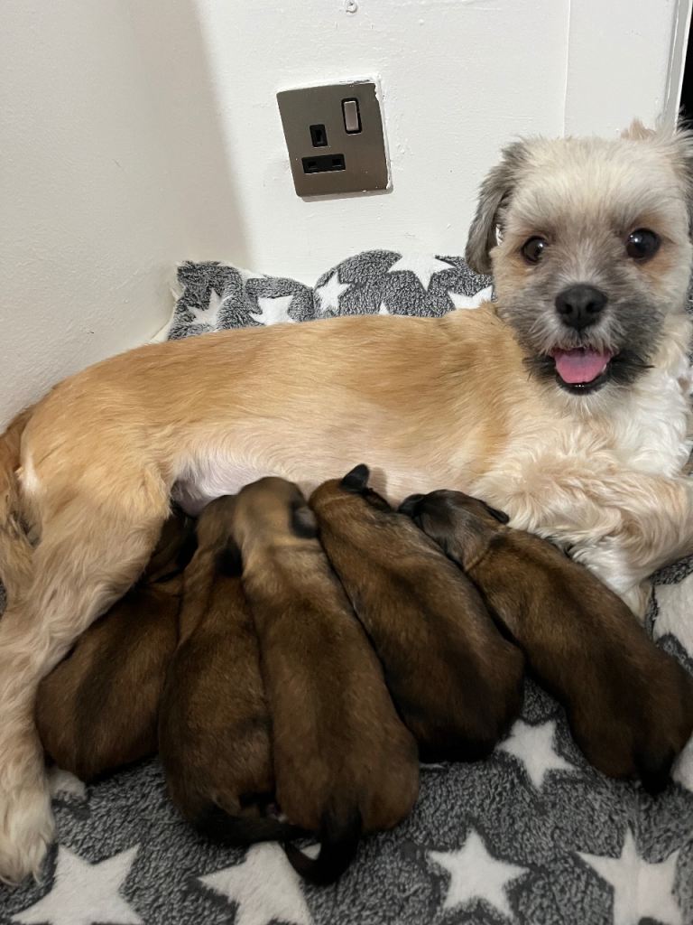 Lhasa apso puppies for sale 🐾🐶🐾