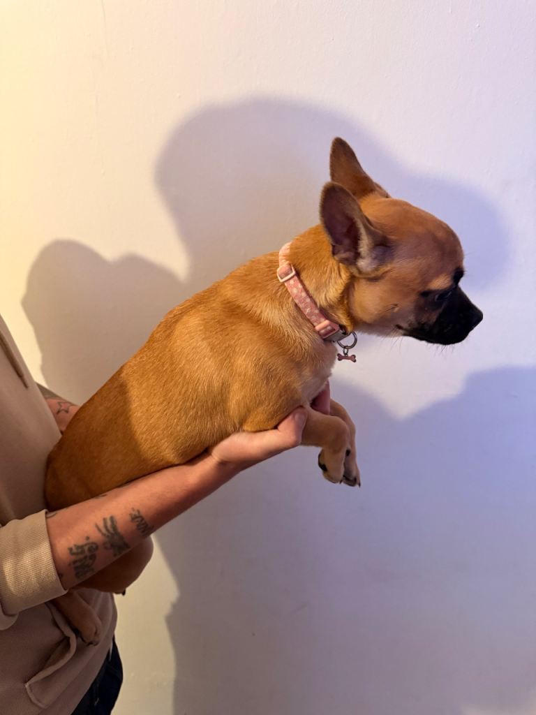 Chihuahua x Frenchie 