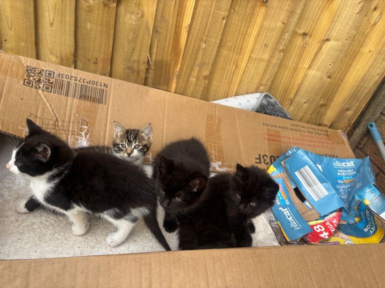Beautiful British Short hair kittens 