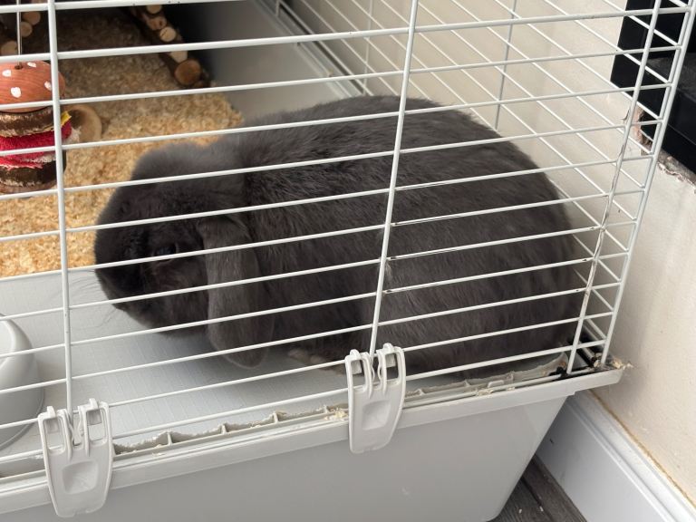Rabbit for rehome 