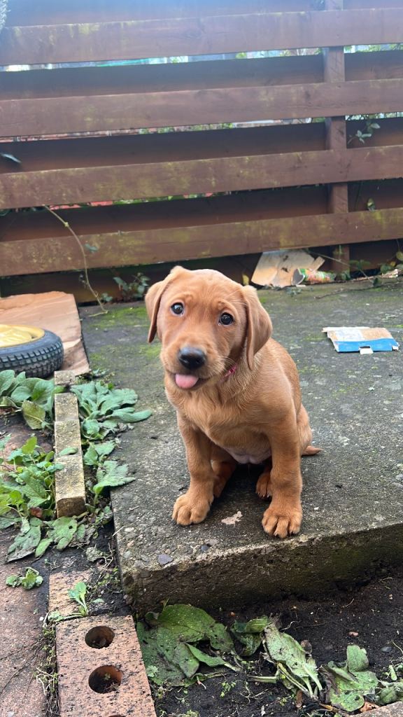 KC registered 9 weeks Labrador 