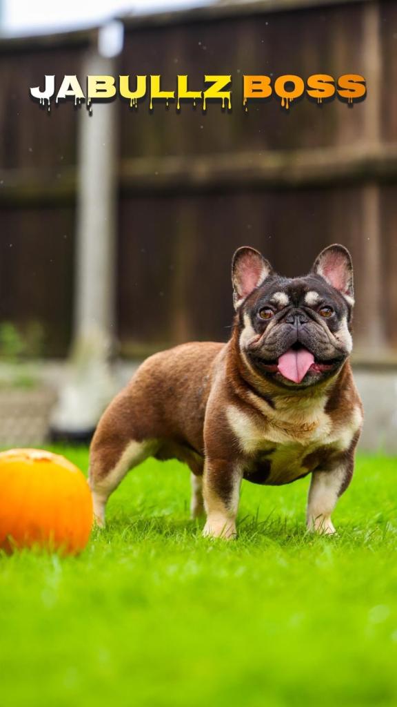 French Bulldog 