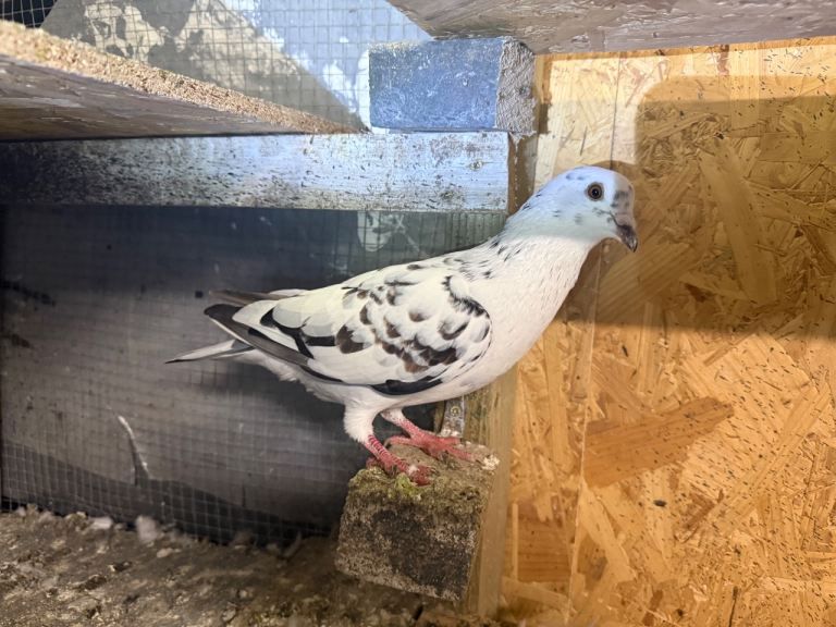 Pigeons for sale Feltham