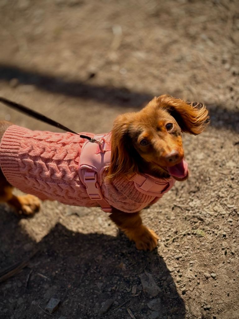 Longhaired miniature dachshund 