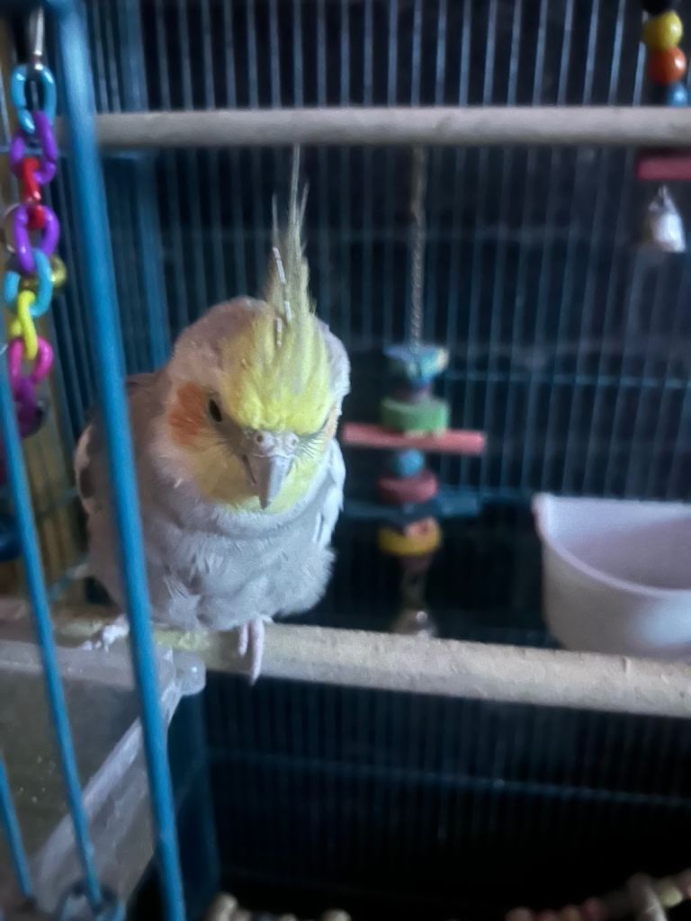 Cockatiel 