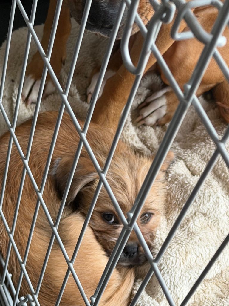 Female Shih Tzu mixed breed pup