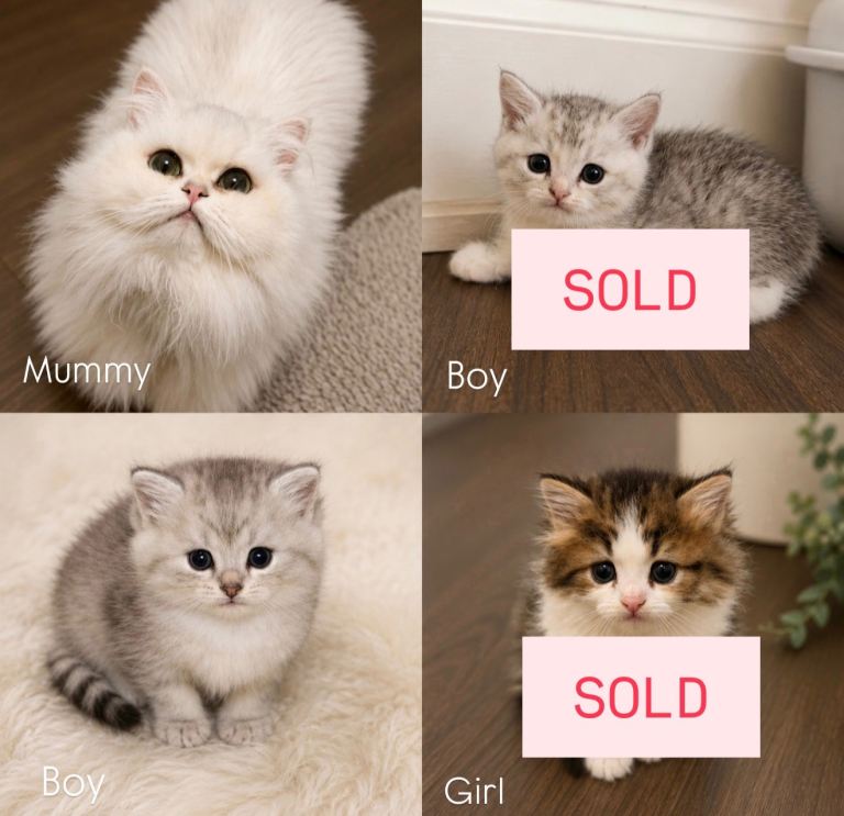 🎀💙 PERSIAN DOLL FACE KITTENS FOR SALE 💙🎀