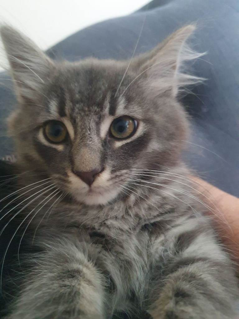 Kitten