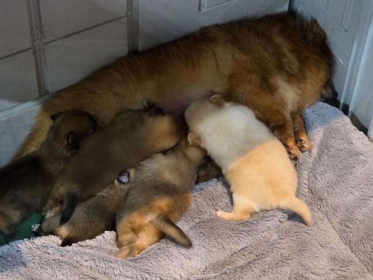 Pom pups