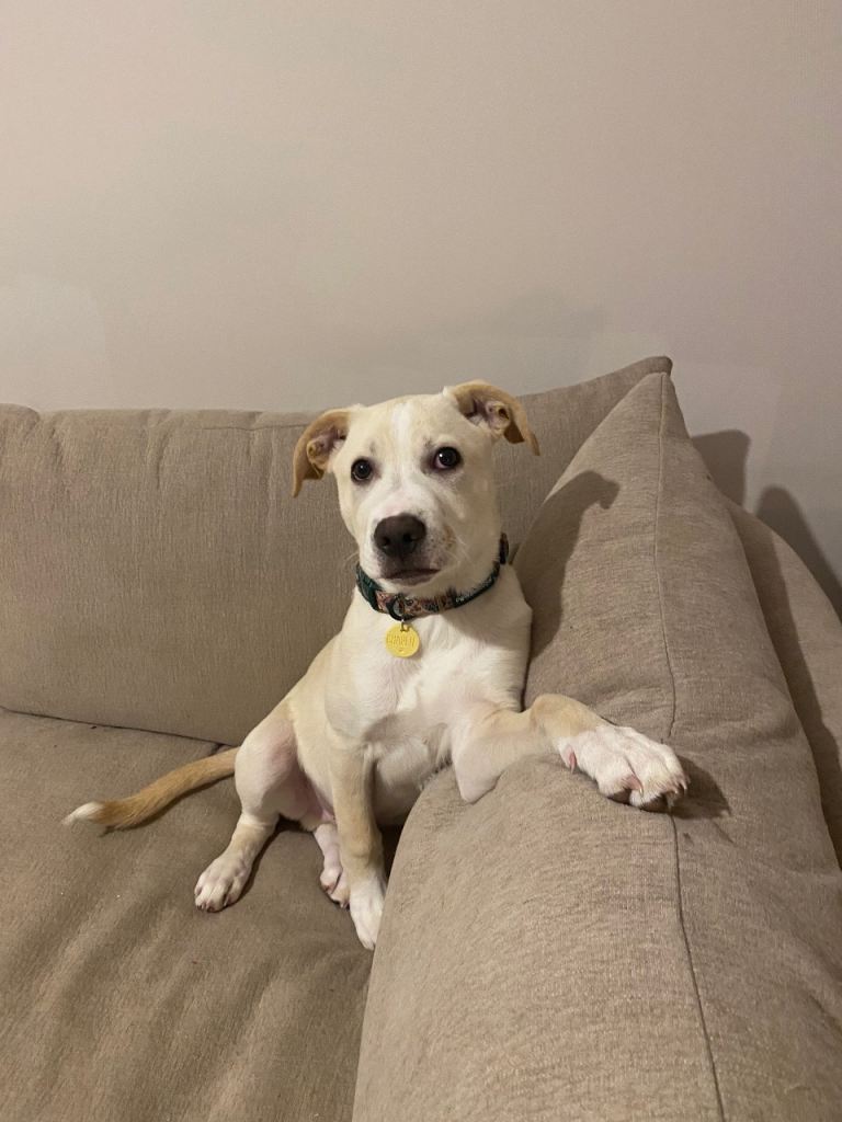 4 month old puppy for rehoming 