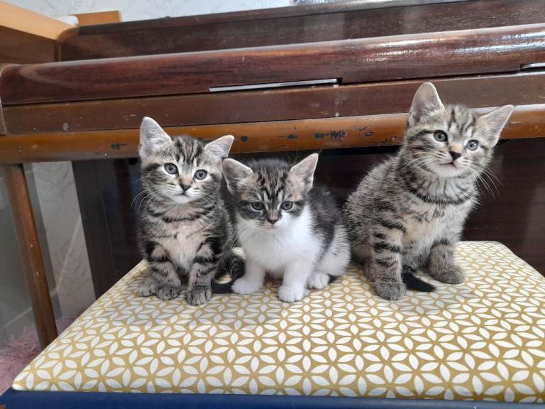 Gorgeous kittens