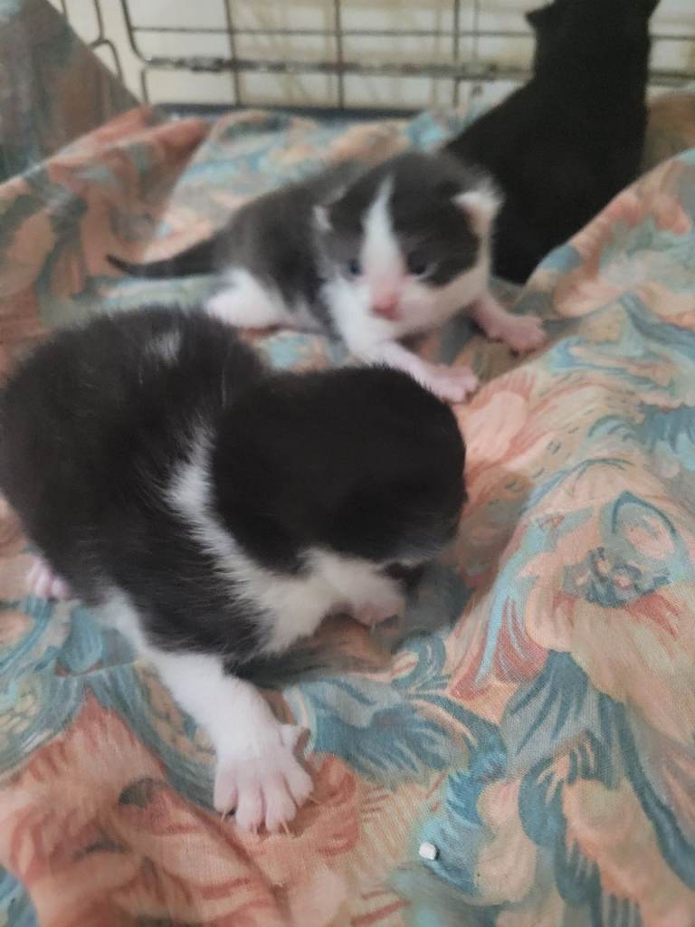 Kittens 