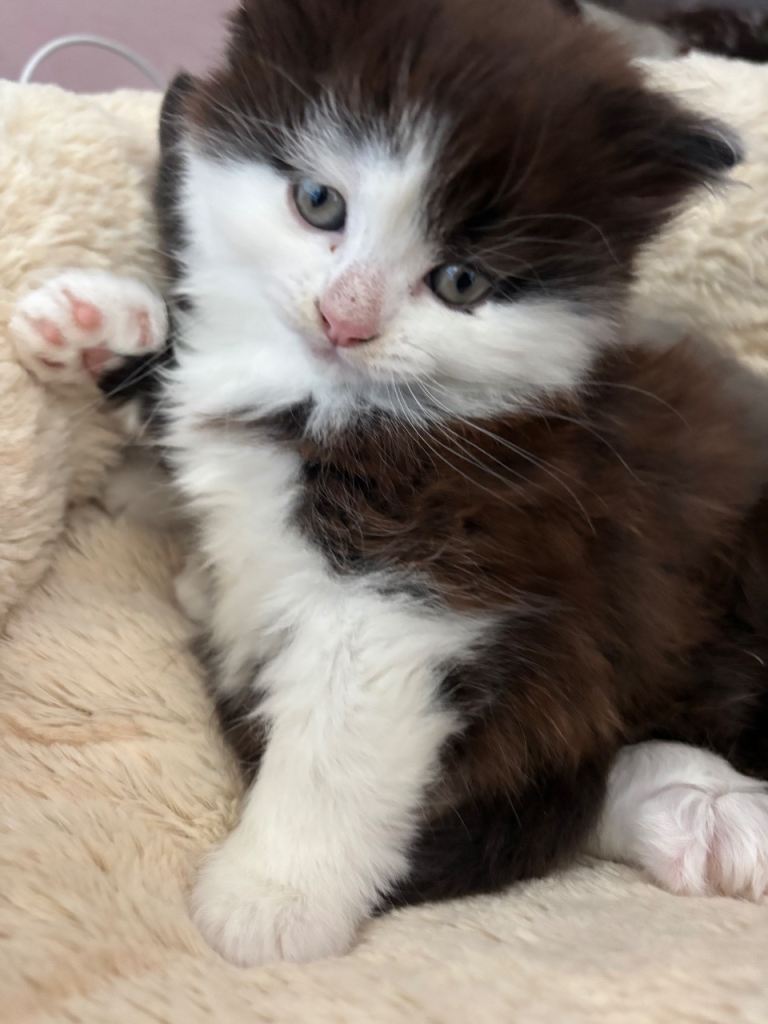 1/2 norwegian kittens 