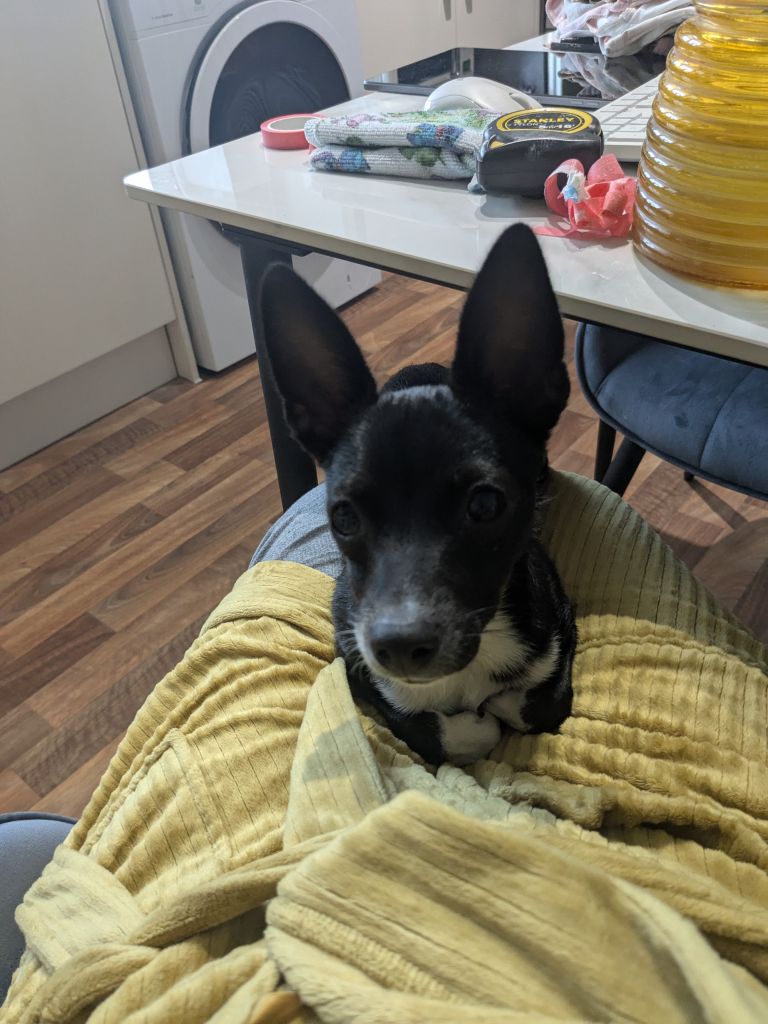 15 Month Old Boy Min Pin / Italian Greygound Mix