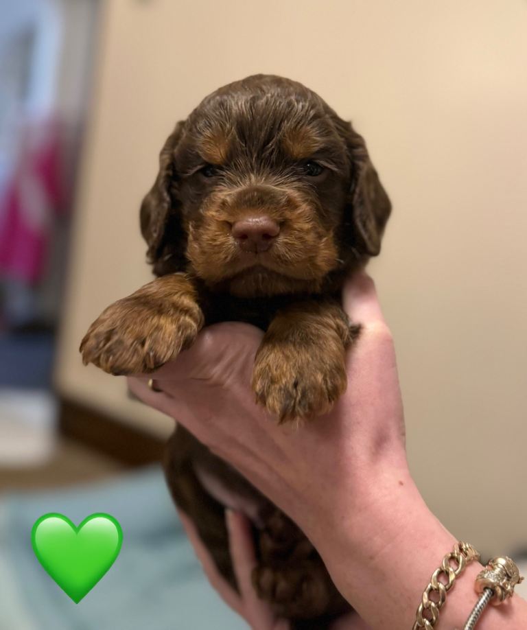 ✨ Chocolate & Tan Cocker Spaniel Puppies ✨