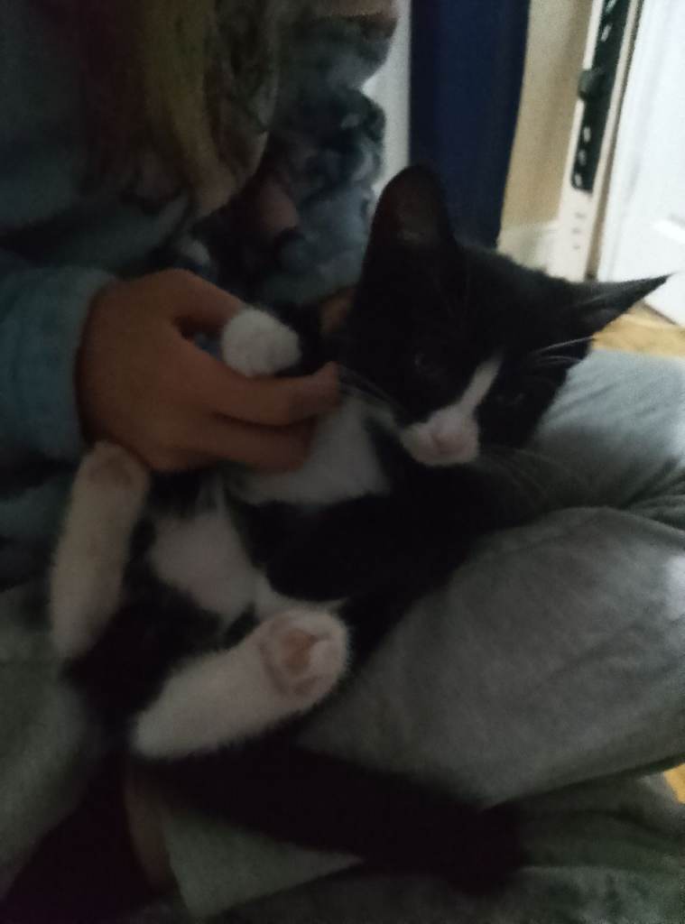 Kittens 