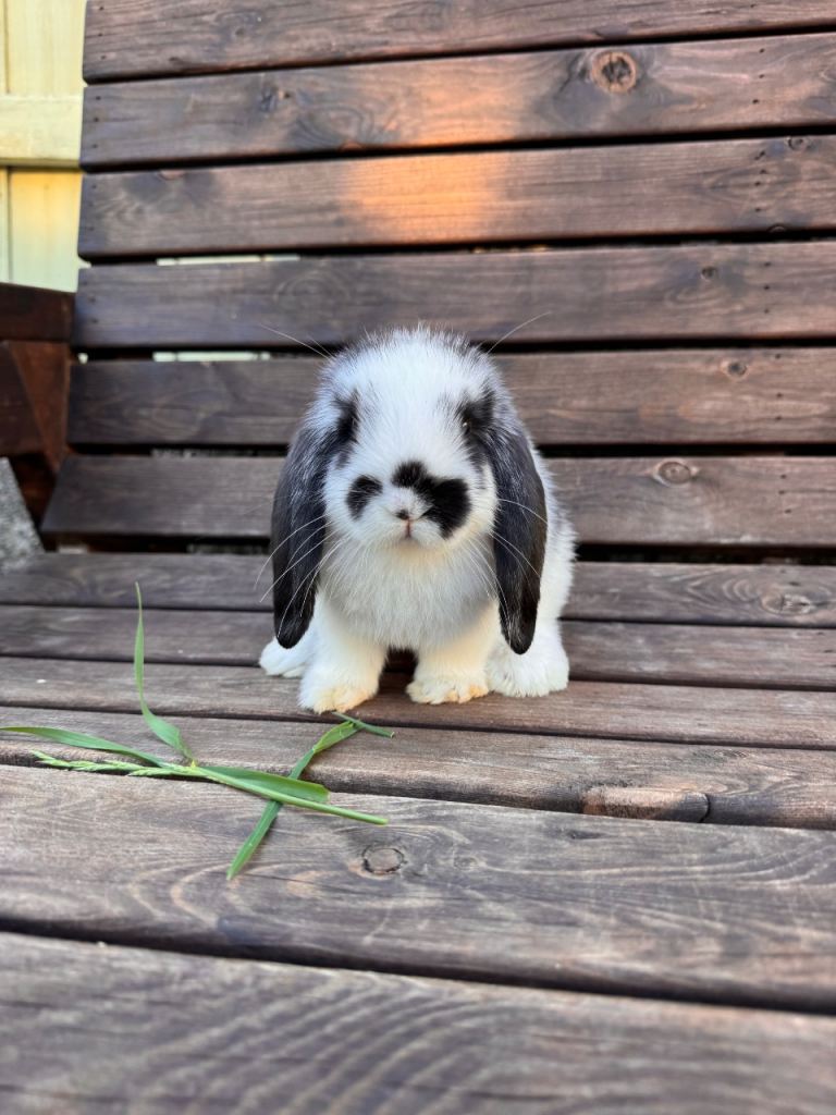 Mini lops