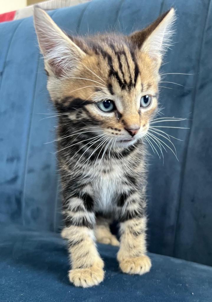 Lovely kittens ready to go