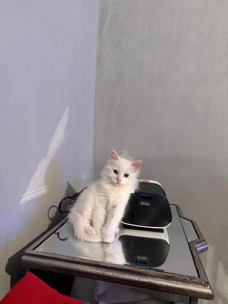 Two Beautiful Fluffy Kittens Looking for Loving Homes 🐾