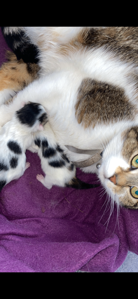 Beautiful kittens 
