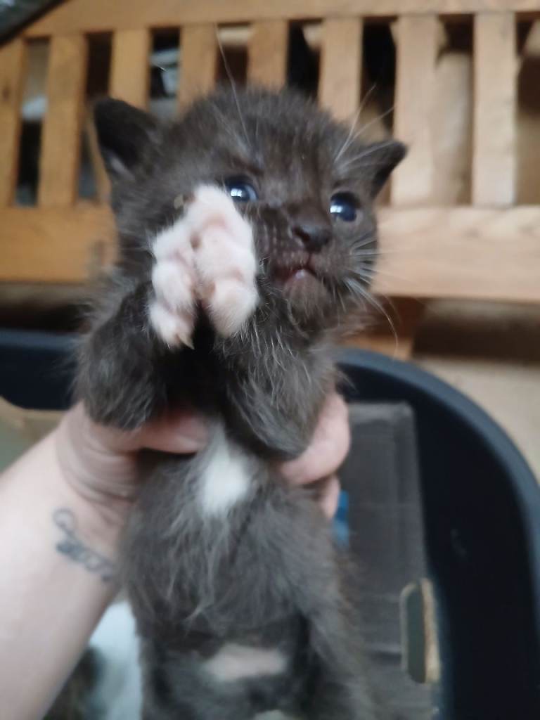 3 beautiful unique kittend