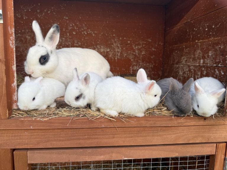 Baby bunnies