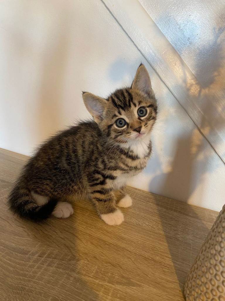 Kitten 3 male 2 female 