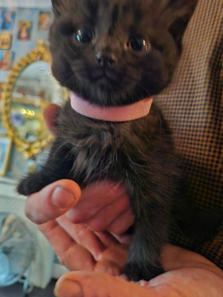 beautiful little kitterns 2 black kittens left  