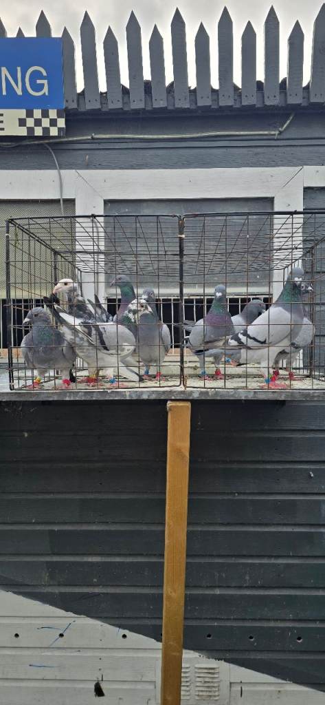 Pigeons 