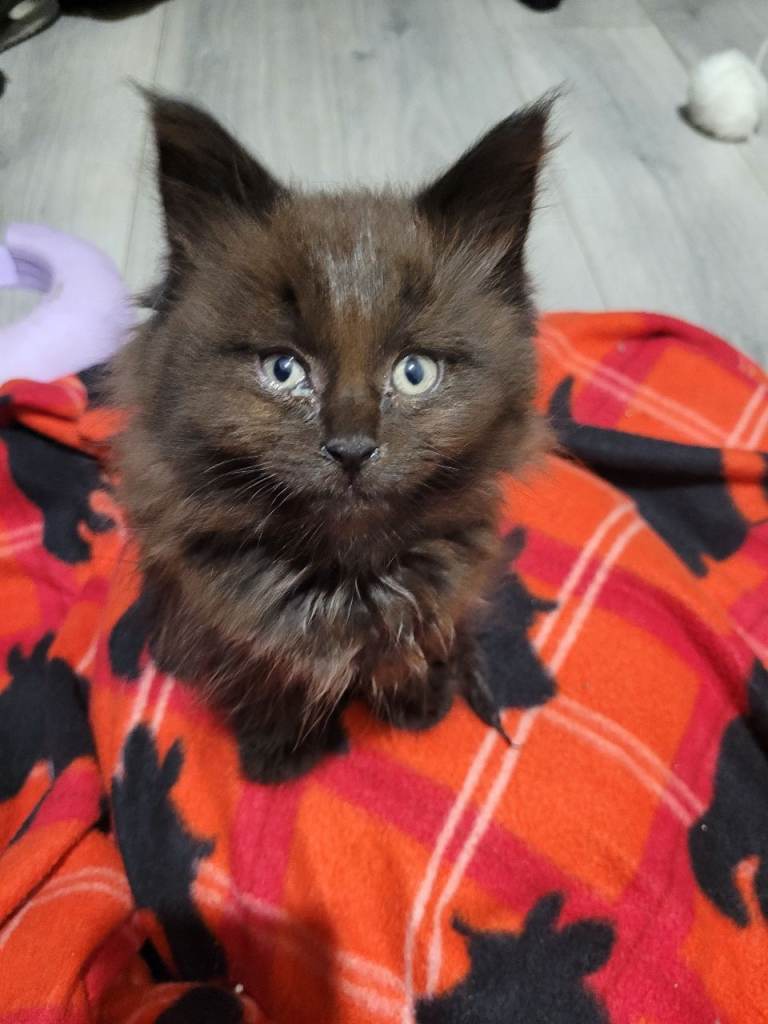 Maine coon x kittens