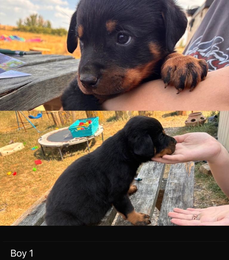 Pure Rottweiler puppys