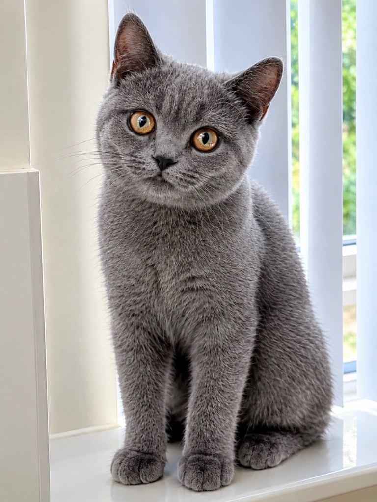 Beautiful Grey British Shorthair Male Indoor Cat