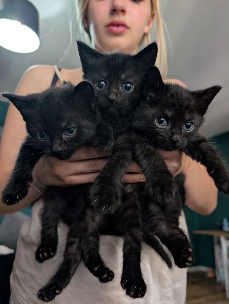 Mainecoon cross kittens 