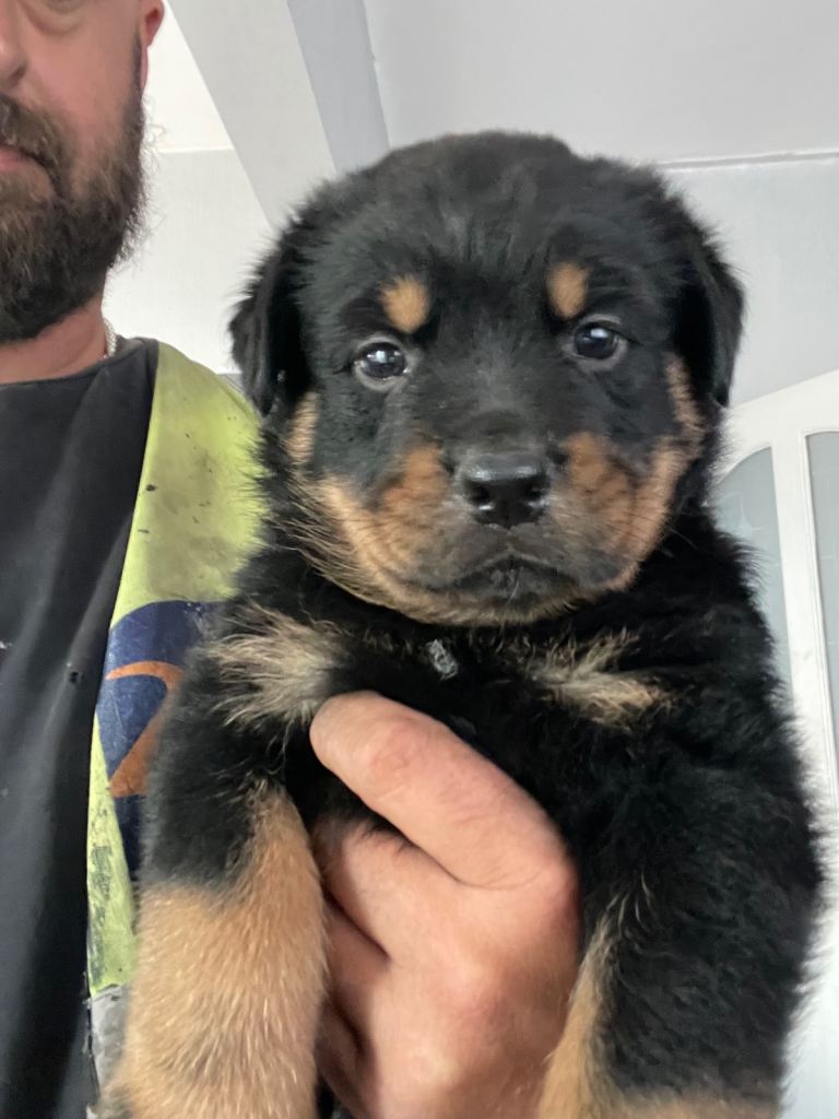 Rottweiler x Rottweiler x Akita 
