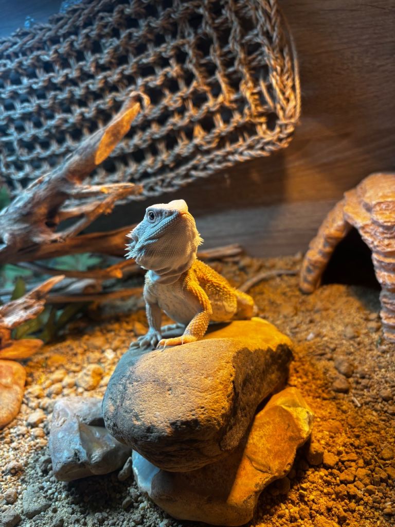 Bearded dragon & full set up
