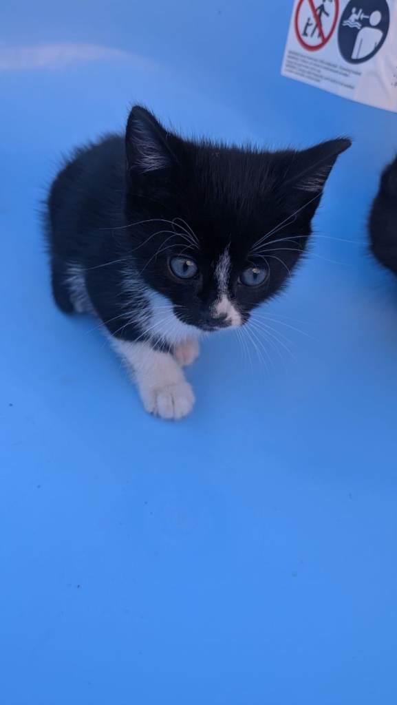 1 kitten