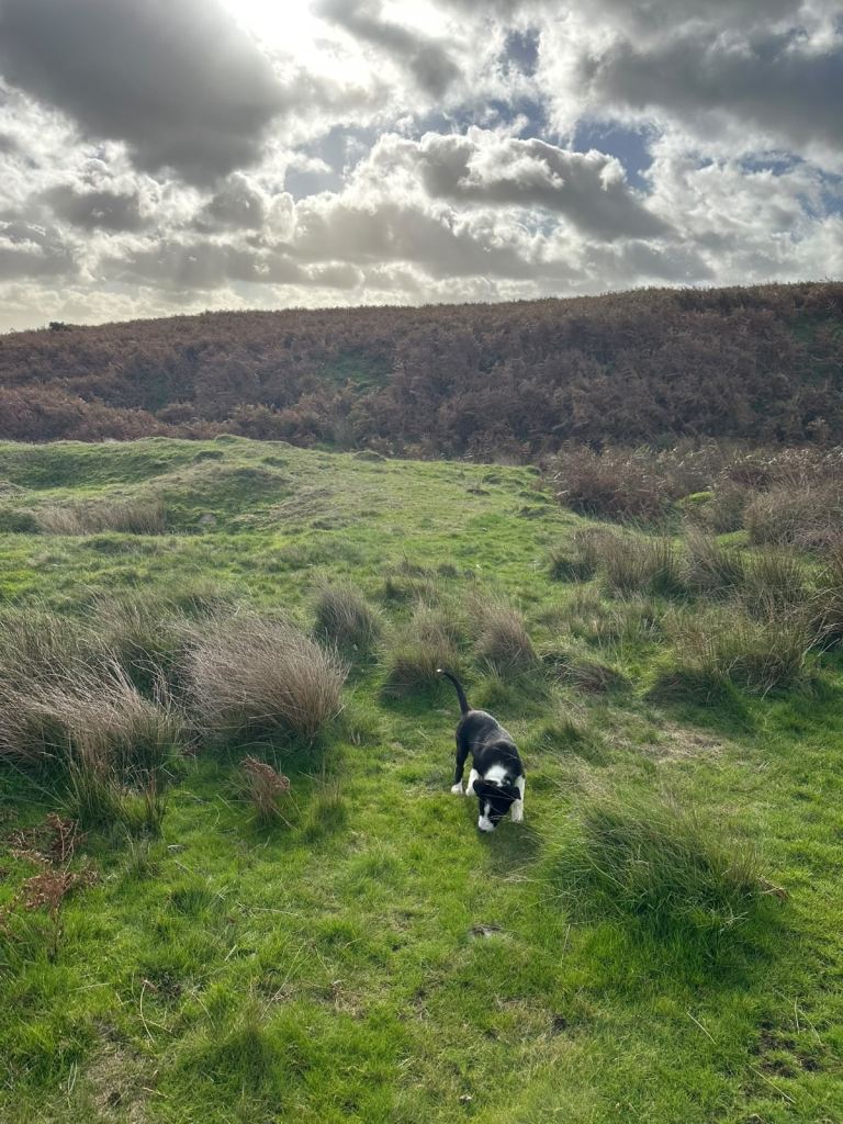 Border collie puppy | in Hengoed, Caerphilly | Gumtree