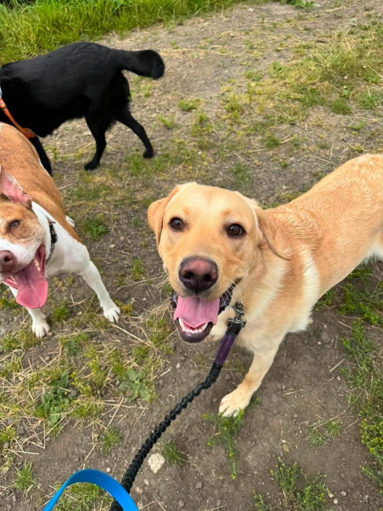 Labrador Boy 