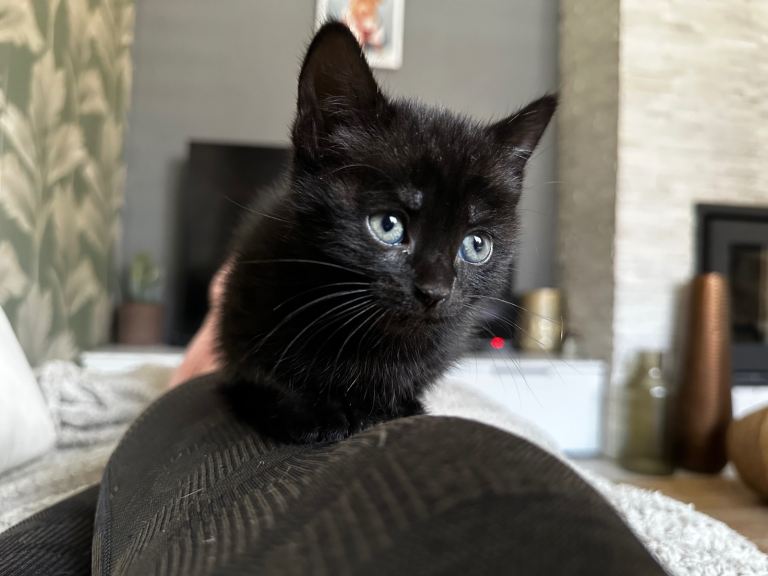 3 boy kittens and 1 girl left