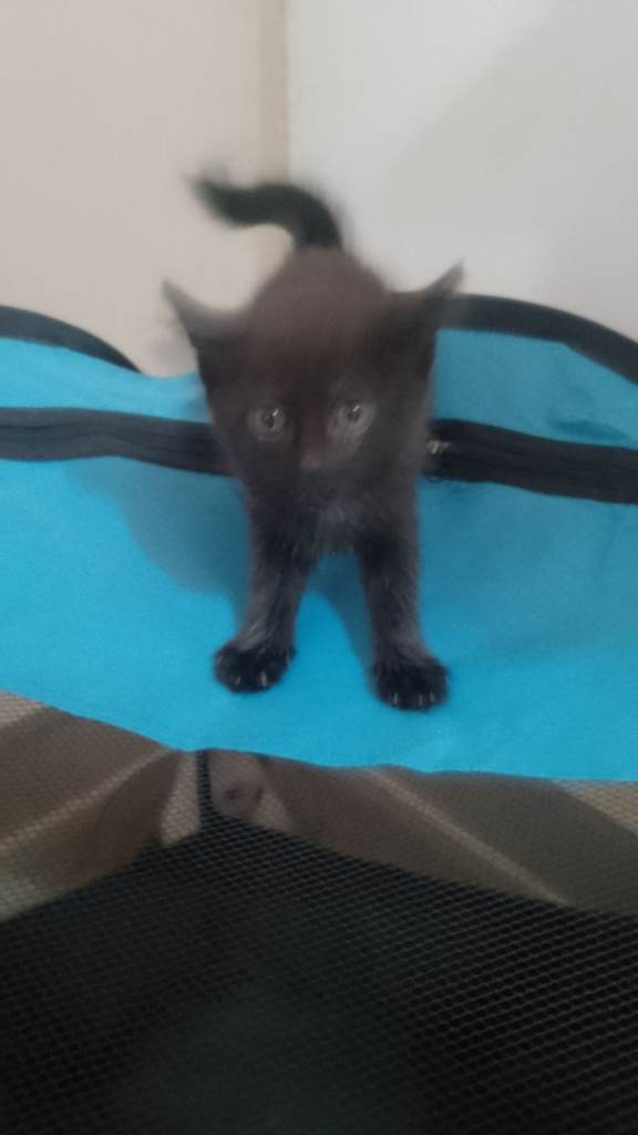 Fluffy playful kittens