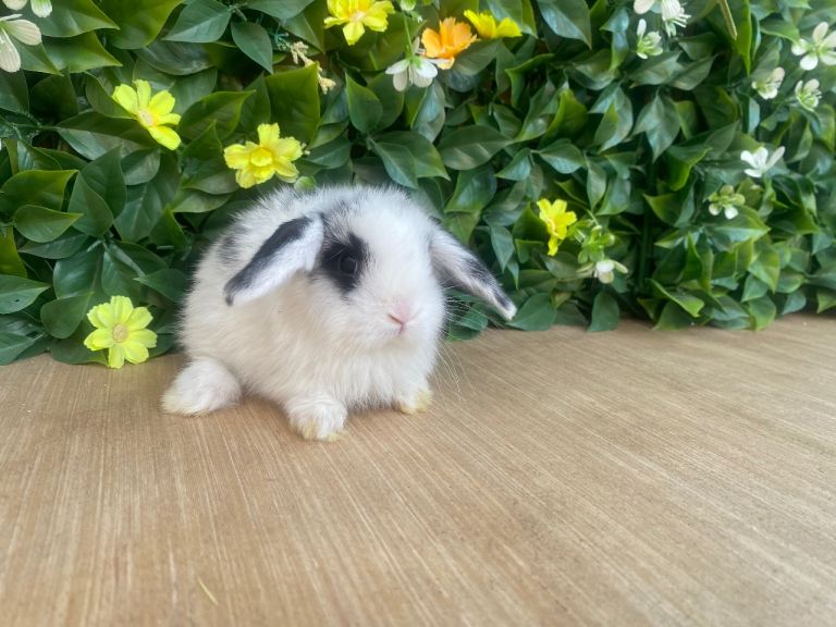 Mini lops Est since 2014 