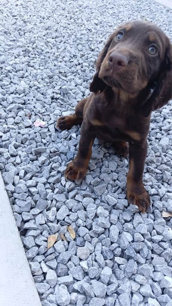 Male cocker spaniel x springer (sprocker)