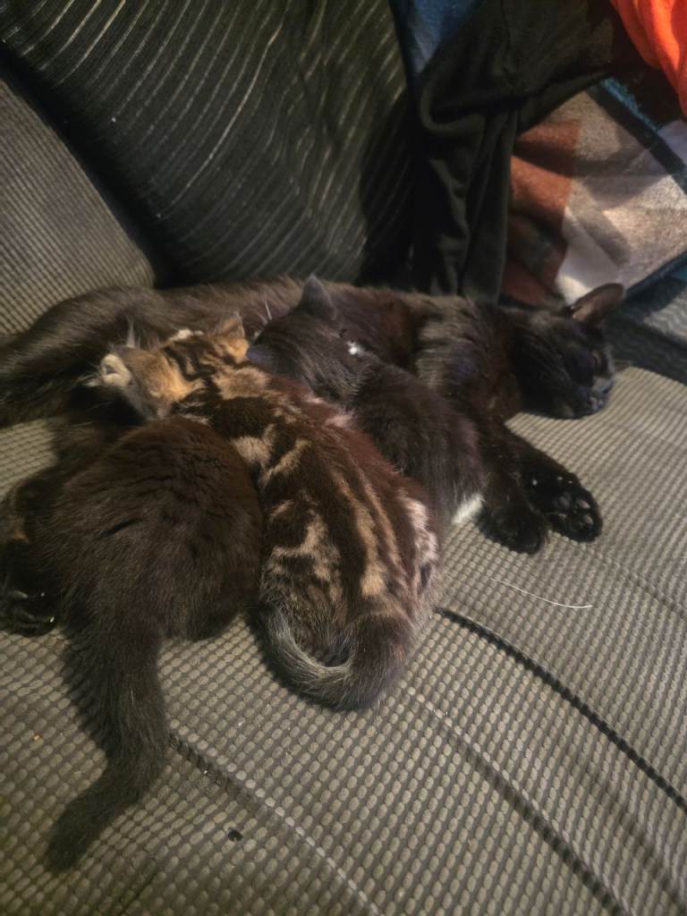 Kittens 