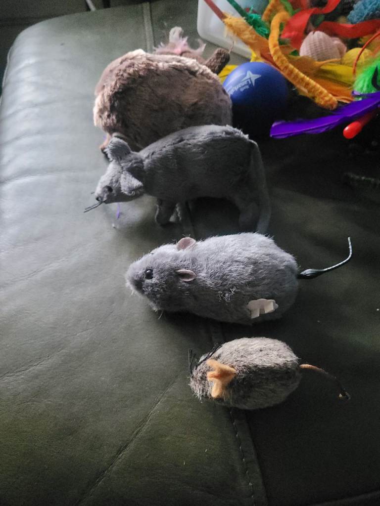 Kitten toys