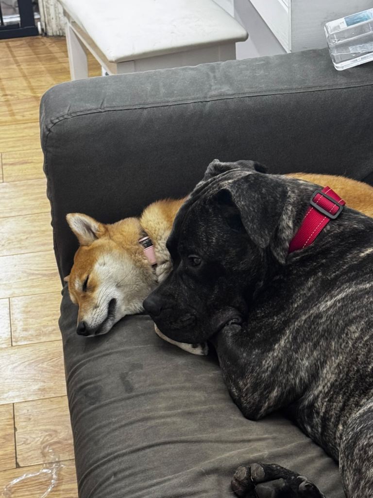 Loving Cane Corso in need of home!!